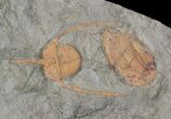 Two Lonchodomas & Two Asaphellus Trilobites - Morocco #62662-2